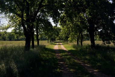 İtalya kırsalında güneşli bir günde çayırın yanındaki parkta çakıllı patika.