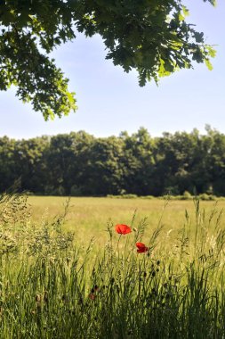 Güneşli bir günde bir ormanla çevrili bir çayır. Ağaç dalları ve çiçeklerle çevrili. İtalya kırsalında bir patikanın kenarında.