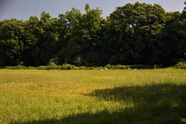 İtalya kırsalında güneşli bir günde uçan balıkçıllarla çevrili bir çayır.