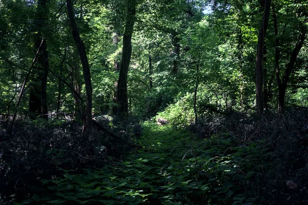在一个阳光明媚的日子里 在意大利乡村的森林中央 一条狂野而阴郁的小径上 — 图库照片
