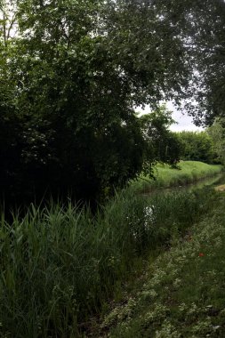 Ağaçlarla çevrili ve sudaki yansımaları kırsal kesimdeki bir köyde yağmurlu bir günde