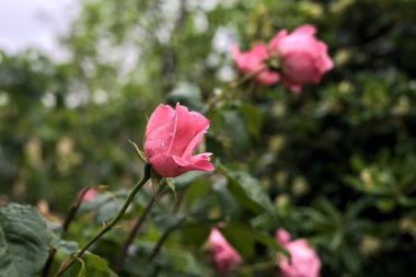 Üzerinde yağmur damlaları olan pembe güller çalılıklarda yakından görülüyor.