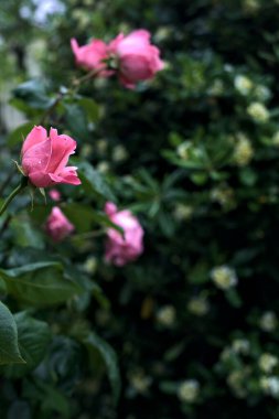 Üzerinde yağmur damlaları olan pembe güller çalılıklarda yakından görülüyor.