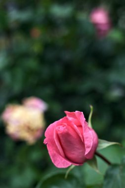 Üzerinde yağmur damlaları olan pembe güller çalılıklarda yakından görülüyor.