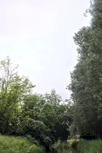 Arroyo Bordeado Árboles Con Sus Reflejos Echados Agua Día Lluvioso —  Fotos de Stock