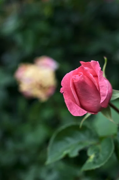 Ροζ Τριαντάφυλλα Σταγόνες Βροχής Ένα Θάμνο Που Φαίνεται Από Κοντά — Φωτογραφία Αρχείου