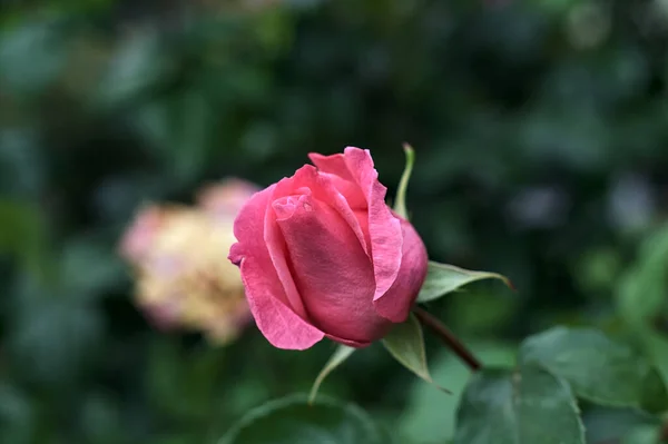 Rosa Rosor Med Regn Droppar Det Buske Sett Nära Håll — Stockfoto