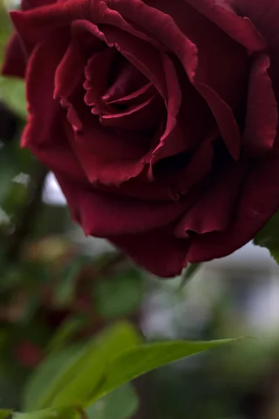 Red Rose Bloom Seen Close — Stock Photo, Image