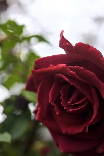 Rosa Roja Flor Vista Cerca — Foto de Stock