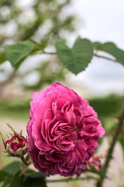 Rózsaszín Angol Rózsa Virágzik Bokor Közelről — Stock Fotó