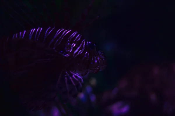 stock image Red lionfish pterois volitans in an aquarium tank seen up close