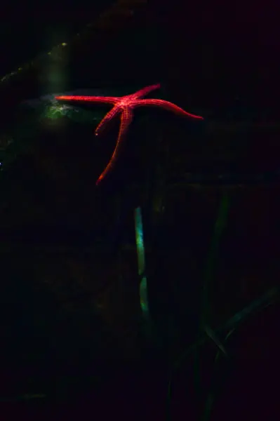 Морские Звезды Аквариуме Замеченные Вблизи — стоковое фото