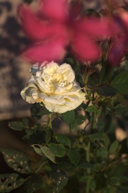 Beyaz minyatür gün batımında çiçek açmış Yakından bakıldığında