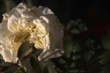 Beyaz minyatür gün batımında çiçek açmış Yakından bakıldığında