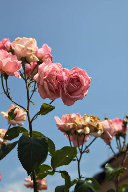 Pembe güller, arka planda gökyüzü görünen bir dalda çiçek açıyor.