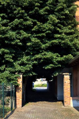 Güneşli bir günde, bir köyün parkında, ağaçların altında kısmen uzanan patika.