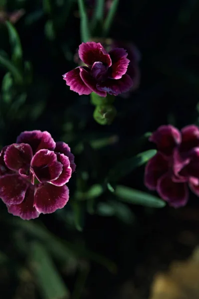 Рожеві Фіолетові Гвоздики Цвітіння Вазі Яку Видно Близько — стокове фото