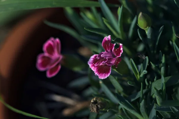 Rózsaszín Lila Szegfű Virágzik Egy Vázában Közelről — Stock Fotó