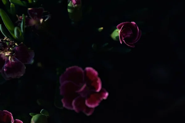 Różowe Fioletowe Goździki Rozkwicie Wazonie Widzianym Bliska — Zdjęcie stockowe