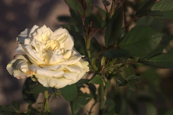 Branco Miniatura Rosa Flor Pôr Sol Visto Perto — Fotografia de Stock