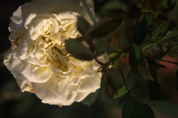 Branco Miniatura Rosa Flor Pôr Sol Visto Perto — Fotografia de Stock