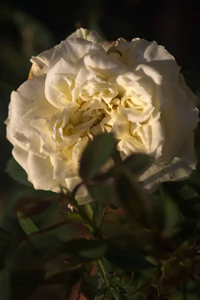Biała Róża Rozkwicie Zachodzie Słońca Widziana Bliska — Zdjęcie stockowe
