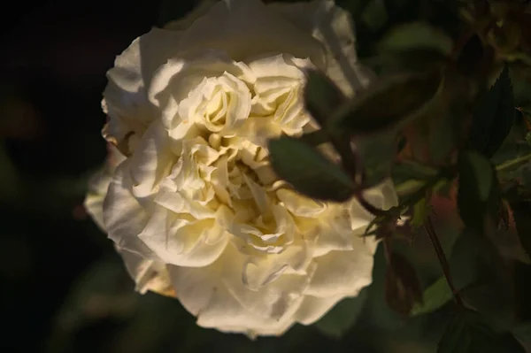 Biała Róża Rozkwicie Zachodzie Słońca Widziana Bliska — Zdjęcie stockowe