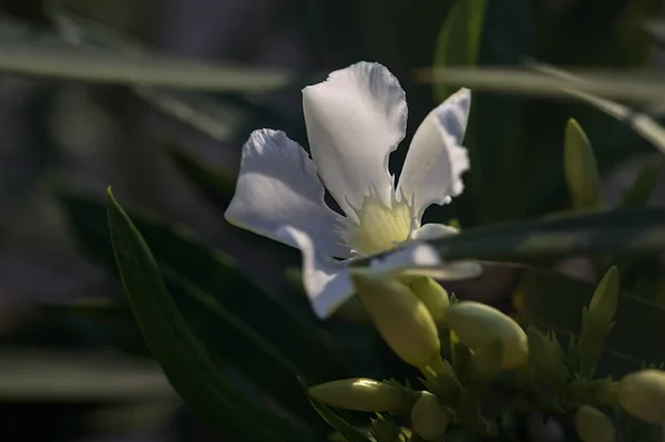 Biały Oleander Rozkwicie Widziany Bliska — Zdjęcie stockowe