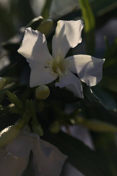 Weißer Oleander Voller Blüte Aus Der Nähe Gesehen — Stockfoto