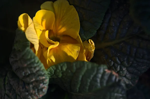 Žlutá Růže Kvete Při Západu Slunce Zblízka — Stock fotografie