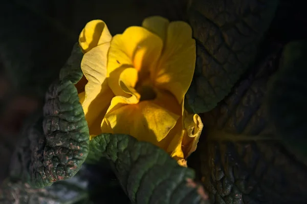 Žlutá Růže Kvete Při Západu Slunce Zblízka — Stock fotografie