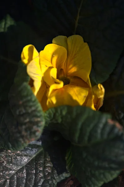 Prímula Amarela Flor Pôr Sol Vista Perto — Fotografia de Stock