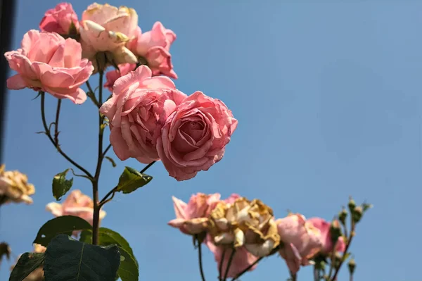 Rosa Rosas Flor Ramo Com Céu Como Fundo Visto Perto — Fotografia de Stock