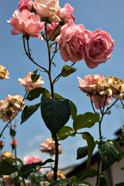 Ροζ Τριαντάφυλλα Ανθισμένα Ένα Κλαδί Τον Ουρανό Σαν Φόντο Από — Φωτογραφία Αρχείου