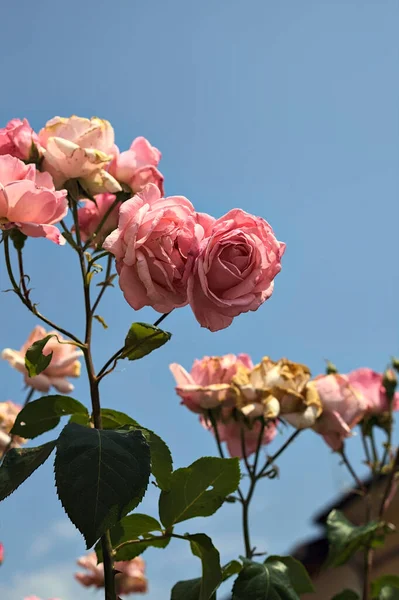 Ροζ Τριαντάφυλλα Ανθισμένα Ένα Κλαδί Τον Ουρανό Σαν Φόντο Από — Φωτογραφία Αρχείου