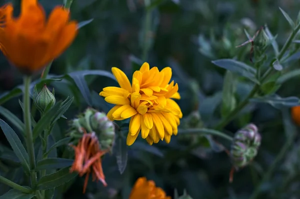 Orangefarbene Margeriten Voller Blüte Aus Nächster Nähe Sehen — Stockfoto