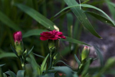 Mor karanfiller vazoda, çimenler yakından görülüyor.
