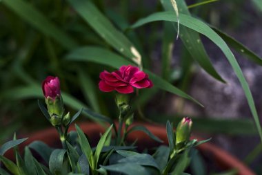 Mor karanfiller vazoda, çimenler yakından görülüyor.