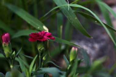 Mor karanfiller vazoda, çimenler yakından görülüyor.