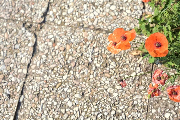 Маки Цвету Травой Растущей Тротуаре Замеченной Вблизи — стоковое фото