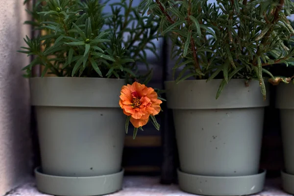 Rote Blume Einer Grauen Vase Aus Der Nähe Gesehen — Stockfoto