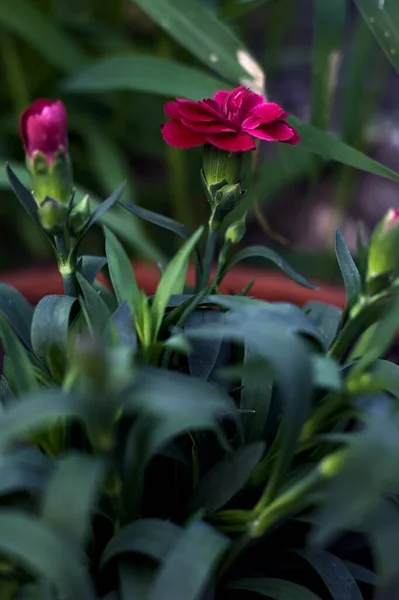 Purple Carnations Vase Grass Seen Close — Stock Photo, Image