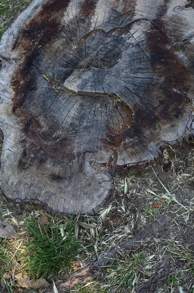 上から見た地面の幹の切断 — ストック写真