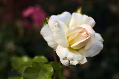 Beyaz gül neredeyse çiçek açtı. Yakından görülüyor.