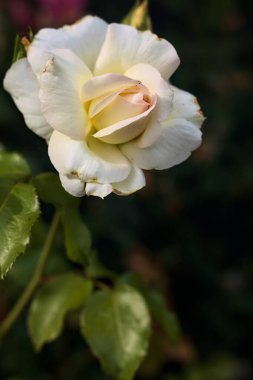 Beyaz gül neredeyse çiçek açtı. Yakından görülüyor.