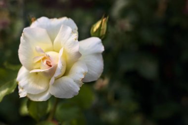 Beyaz gül neredeyse çiçek açtı. Yakından görülüyor.