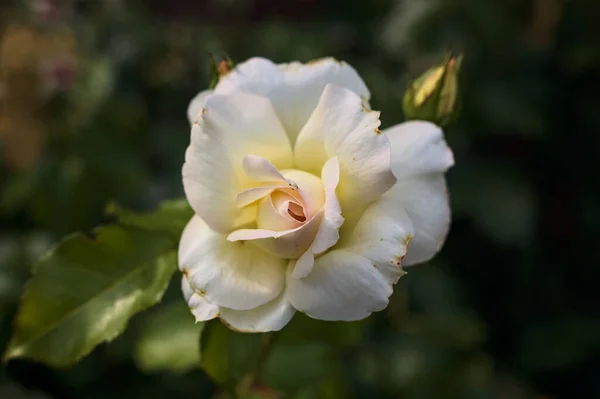 Белая Роза Почти Расцвела — стоковое фото