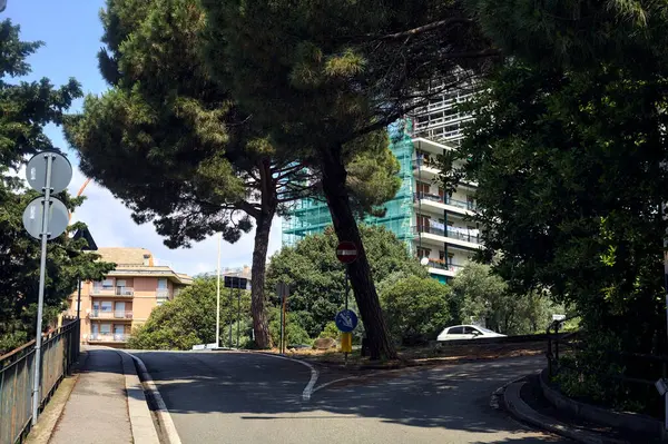 Nachyła Ulica Granicząca Drzewami Sosnami Morskimi Słoneczny Dzień Włoskim Mieście — Zdjęcie stockowe