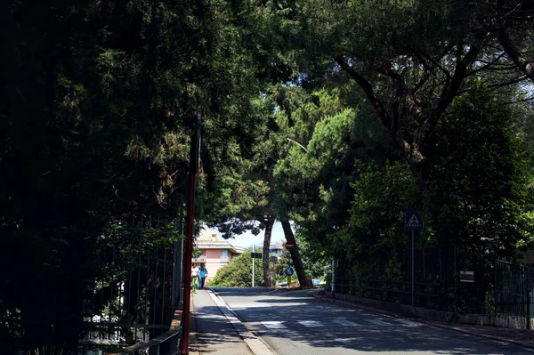 意大利一个城市阳光明媚的日子 一条被树木和海松环绕的弯弯曲曲的街道 — 图库照片