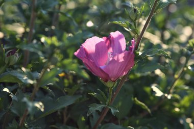 Çalının içinde açan mor amber çiçeği yakından görülüyor.